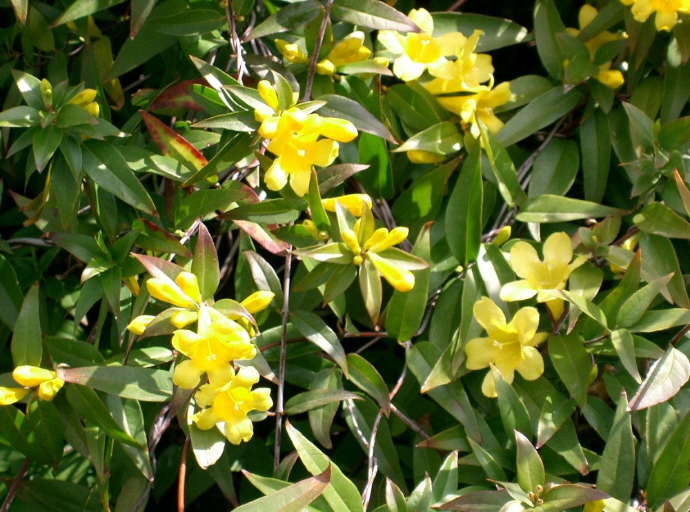 gelsemium_sempervirens_2